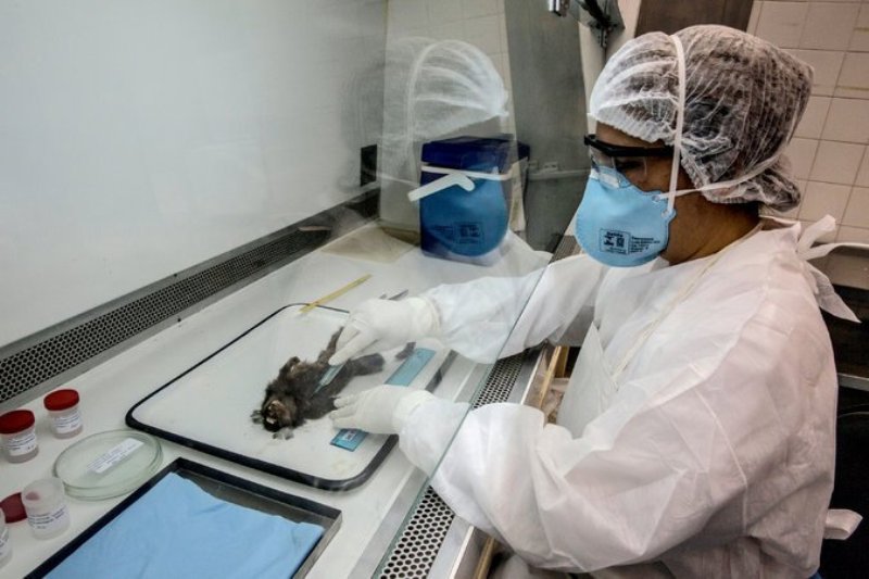 ब्राजिलमा जन्डिसका कारण मृत्यु हुनेको संख्या ८१ पुग्यो