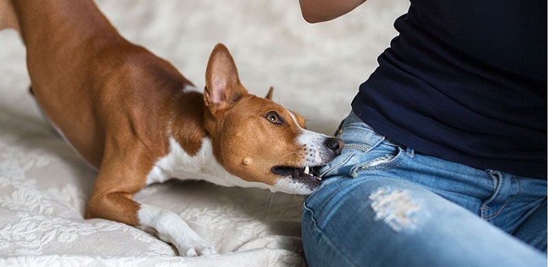 टाेखा झोरमा केही दिनकाे अन्तरालमा रेबिजबाट दुईको मृत्यु