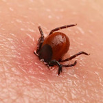 चितवनमा एकै दिन ३ जनामा स्क्रब टाइफस र १ जनामा डेंगु पुष्टि