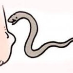 सर्पको टोकाइका कारण महोत्तरीमा चार वर्षीया बालिकाको मृत्यु