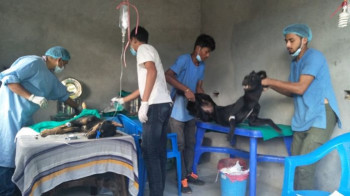 सिन्धुपाल्चोकमा ४३ कुकुरलाई भ्यासेक्टोमी, ३१ लाई मिनिल्याप