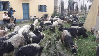 सिङको रङ हेरेर किन्नुस् स्वस्थ खसी-बोका