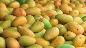 विषादी प्रयोग गरी पकाइएको आँप बजारमा