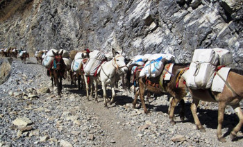 खच्चडबाट ढुवानी गरी रुकुमपूर्वकाे विकट गाउँमा निःशुल्क औषधि