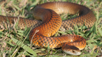 उपकरण अभावमा सर्पदंशका बिरामीले उपचार पाएनन्