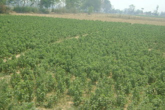 बाँकेमा व्यावसायिक जडीबुटी खेती
