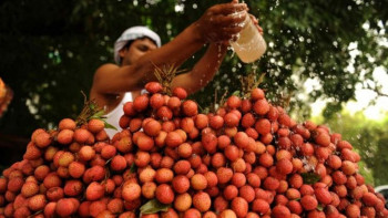 खाली पेटमा लिची खानु खतरनाक, भारतमा बर्सेनी सय बालबालिकाको मृत्यु