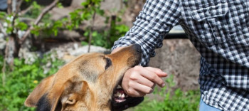 बहुलाहा कुकुरले टोक्टा रौतहटमा ४२ जना घाइते