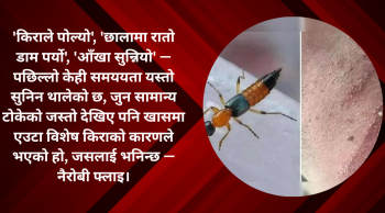 नैरोबी फ्लाइ : नेपालमा पछिल्ला वर्षहरूमा देखिएको प्रभाव र सावधानीका उपायहरु