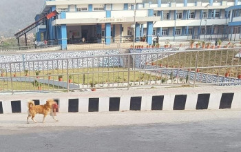 जब कुकुर मृत शिशु च्यापेर अस्पतालको इमरजेन्सी वार्ड वरिपरि  हिँड्यो