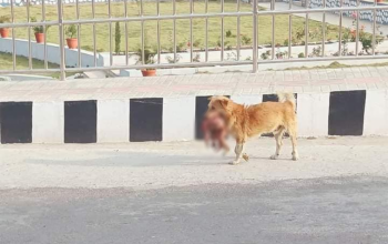 अस्पताल परिसरमा कुकुरले डुलाएको शवको पहिचान खुल्यो