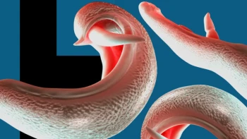 'विश्वभरि फैलिन सक्छन्' गुप्ताङ्गमा आक्रमण गर्ने परजीवि