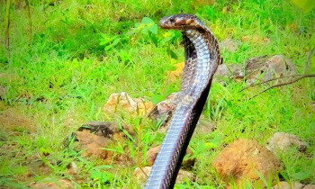 तराईमा सर्पको टोकाइ: गर्मीमा कसरी बच्ने र टोकिहाले के गर्ने?