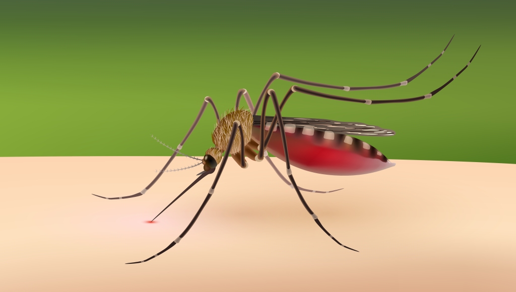 एक सातामा देशभर ५६ जनामा डेंगु पुष्टि